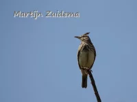 Kuifleeuwerik [Galerida cristata]